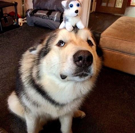 how is phil doing in my life with malamutes
